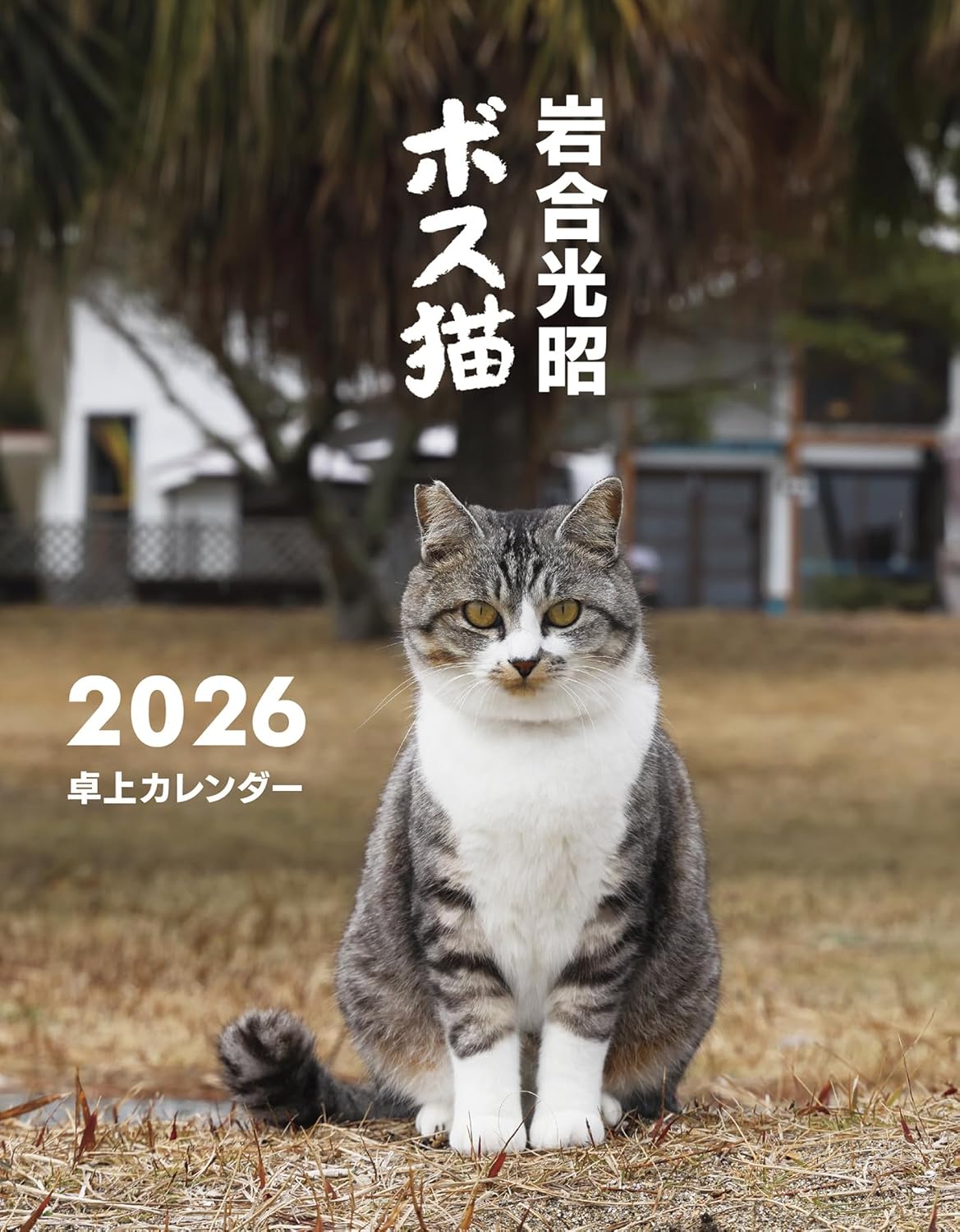 岩合光昭 ボス猫卓上カレンダー2026 – 株式会社ジーウォーク
