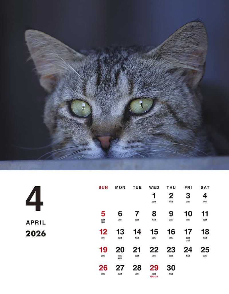 岩合光昭 ボス猫卓上カレンダー2026 – 株式会社ジーウォーク